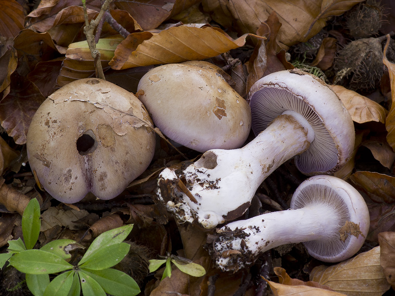 Cortinarius largus